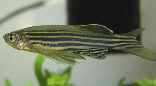 The little fish that could | Harvard Stem Cell Institute (HSCI)