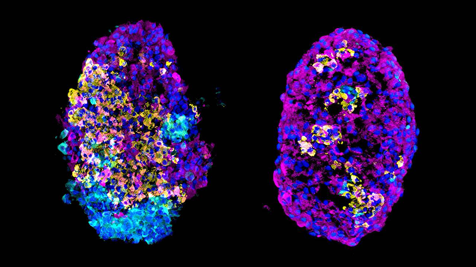 Microscope image of cell clusters before and after the enrichment process.