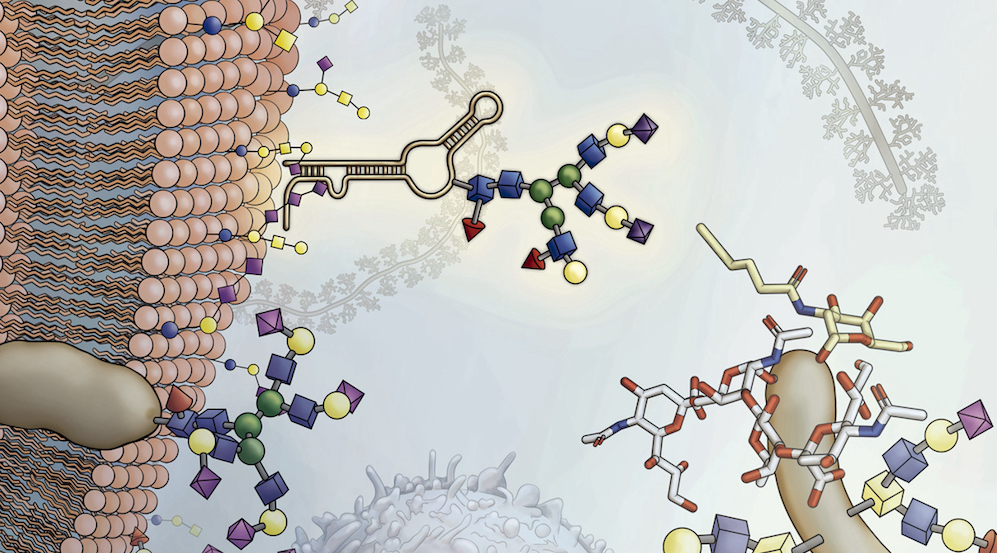 Illustration of molecules on the surface of the cell.