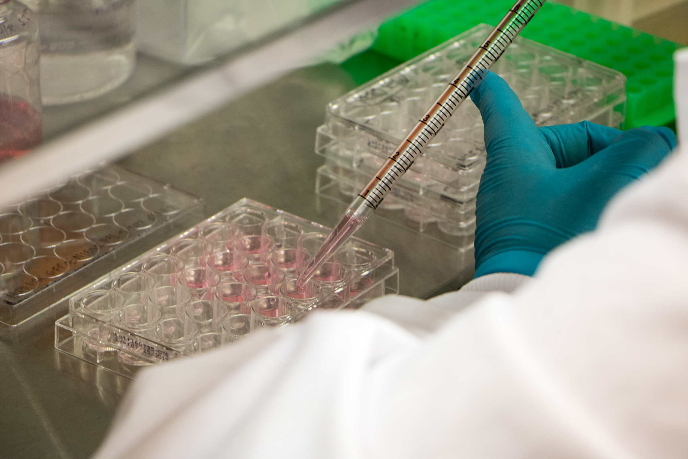 Organoids in culture