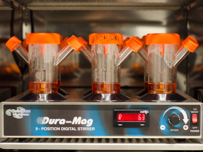 Brain organoids incubating