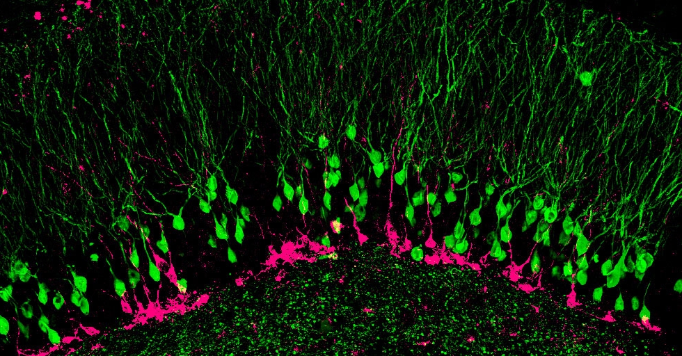 Photo courtesy of Kathleen McAvoy, Sahay Lab