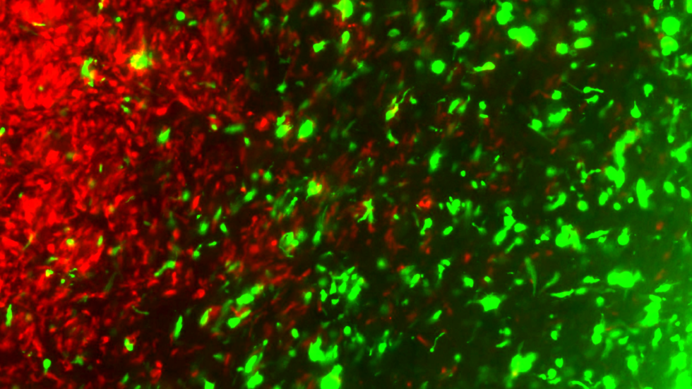 Shah self-targeting cancer Science Translational Medicine