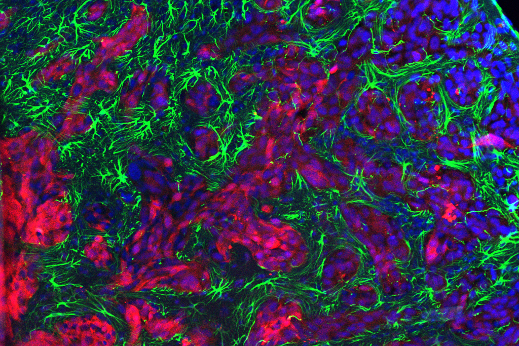 Photo courtesy of Shah Lab