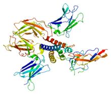 220px-Protein_IL2RG_PDB_2b5i.png