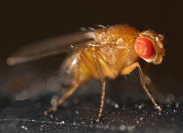 800px-Drosophila_melanogaster.jpg
