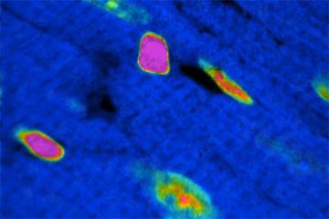 Lee.cardiaccells.jpg