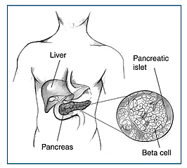 Pancreas_insulin_beta_cells.jpg.png