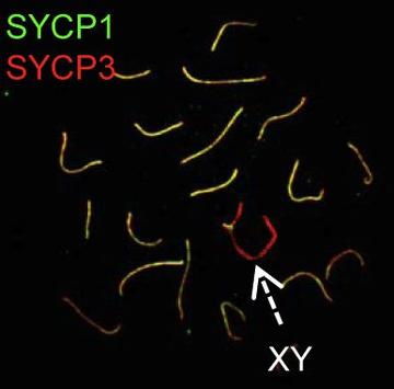 Zhang_Meiosis.jpg