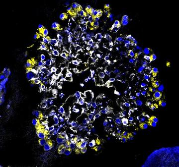 image of airway cells