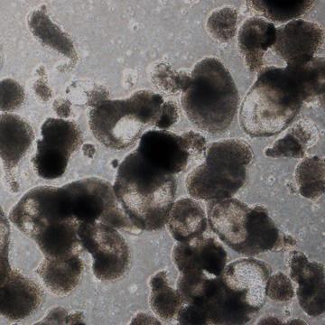 blood_progenitor_cells_-_daley_lab_-_2017.jpg
