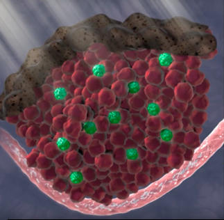 HHMI video still: UV light, melanocytes, and stem cells