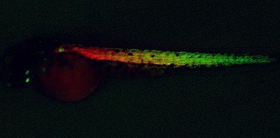 Zebrafish_605_BlackBorder-.jpg