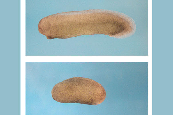 031315_xi_he_embryo_picture.jpg