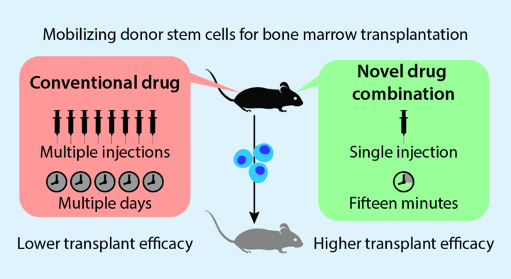 mobilizing donor stem cells