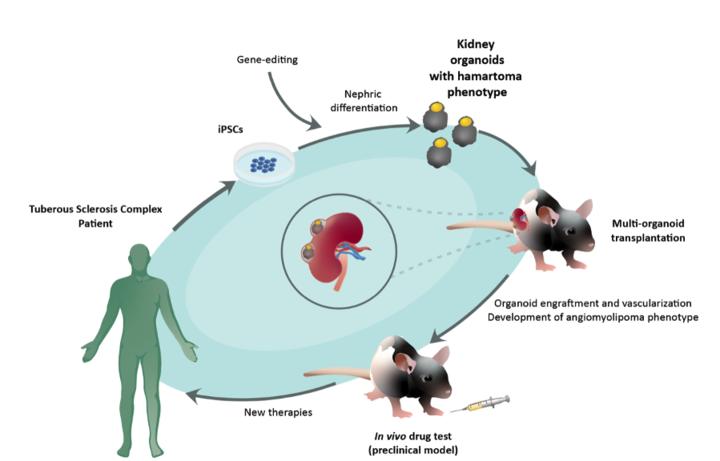 Preclinical animal model