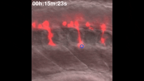 Video of axon growing.