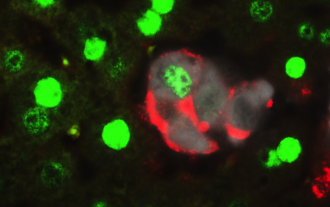 camargo_dedifferentiation2.png