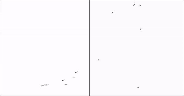 Video of zebrafish.