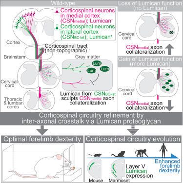 Graphical abstract