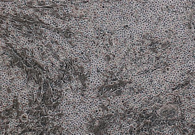 hspc-from-ips_-_rio_sugimura_-_daley_lab_-_2017.jpg