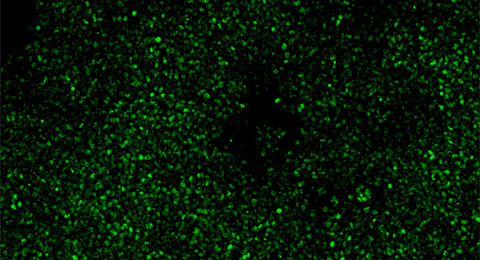 Time-lapse of cells under the microscope.