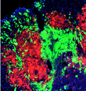 Microscopy image of the mouse brain.
