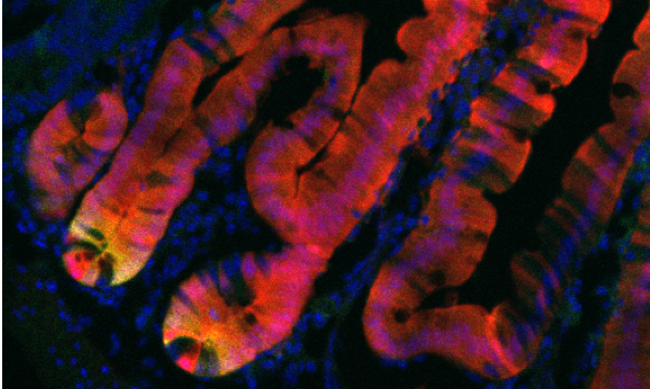 Microscopy image of intestinal stem cells.