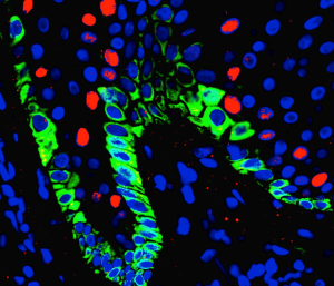 Immunofluorescence images of co-differentiation culture show representations of spontaneous spatial organization of PECs and CMs in a ‘tube’ like structure from three independent experiments.
