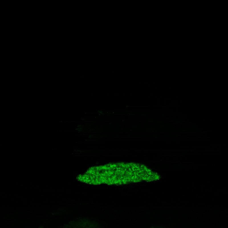 Video of neurons being activated in the zebrafish brain.