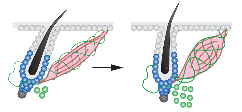 Diagram of hair follicle.
