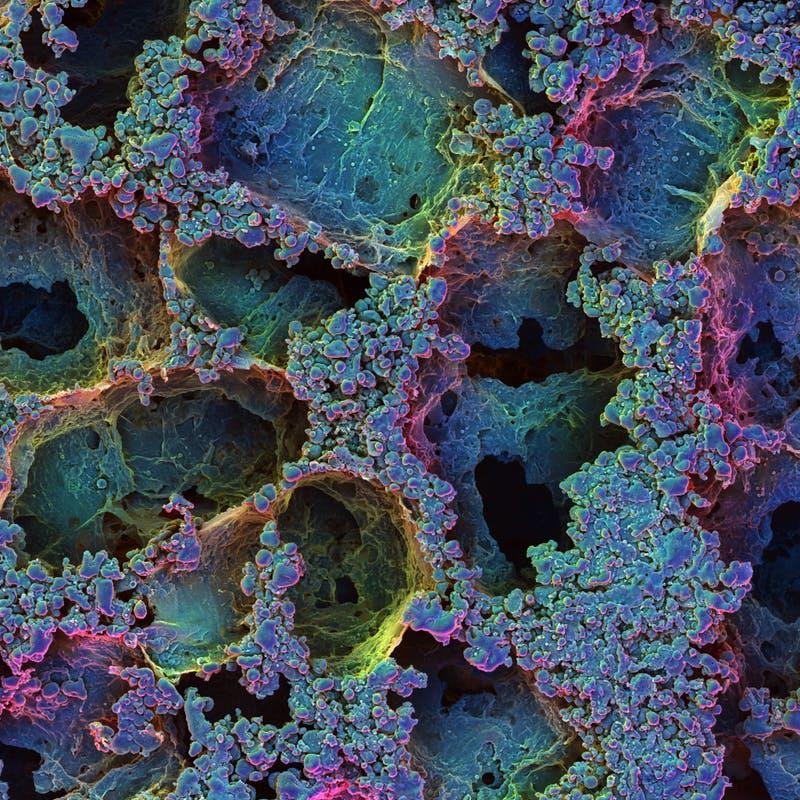 T-Cells