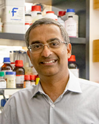 Ramesh Shivdasani in his laboratory